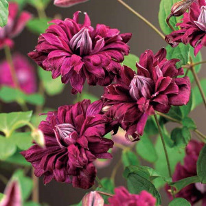 Клематис Пурпуреа Плена Элегаанс